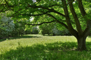 Stow Maries Halt nature reserve