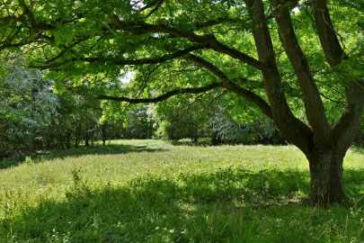 Stow Maries Halt nature reserve