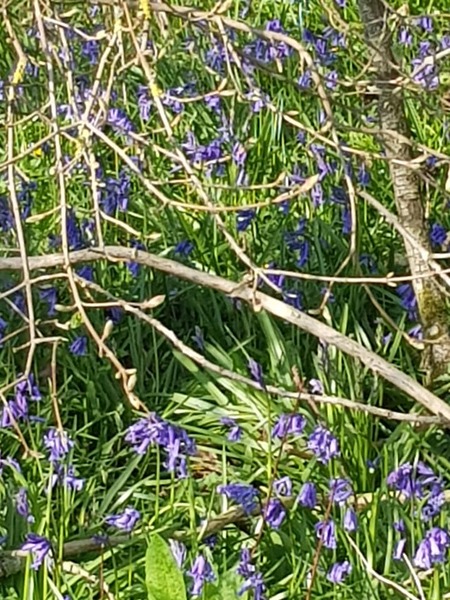Great walk along the old railway line and through the village 3 - 12 April 2020