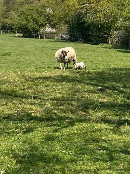 5 - 12th April 2020