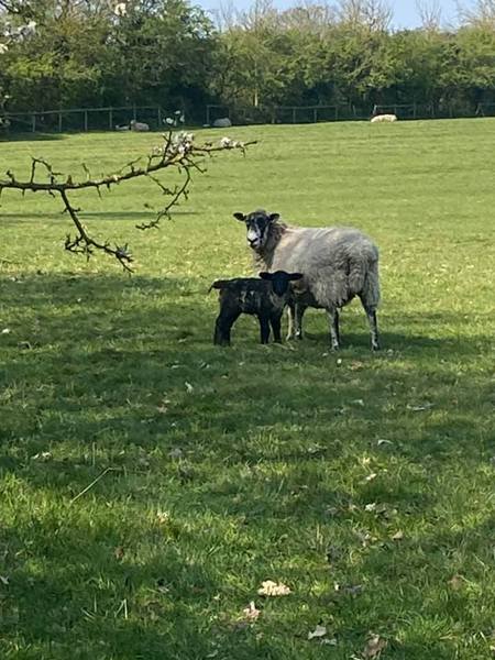7 - 12th April 2020