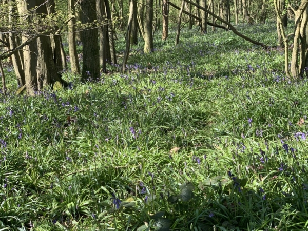 Beautiful bluebells - 6.4.2020