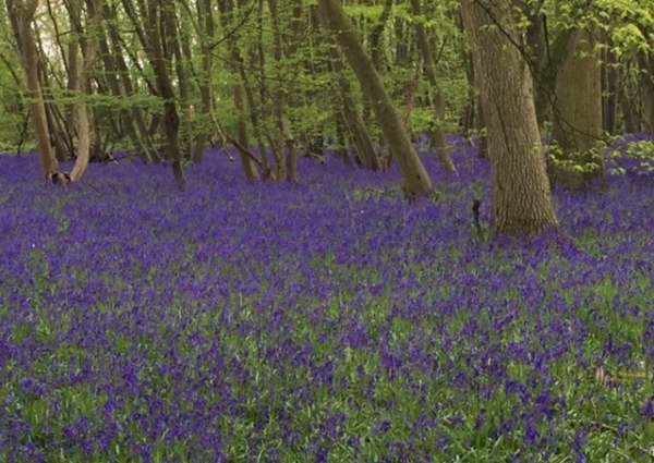 Bluebells 1 - April 2016