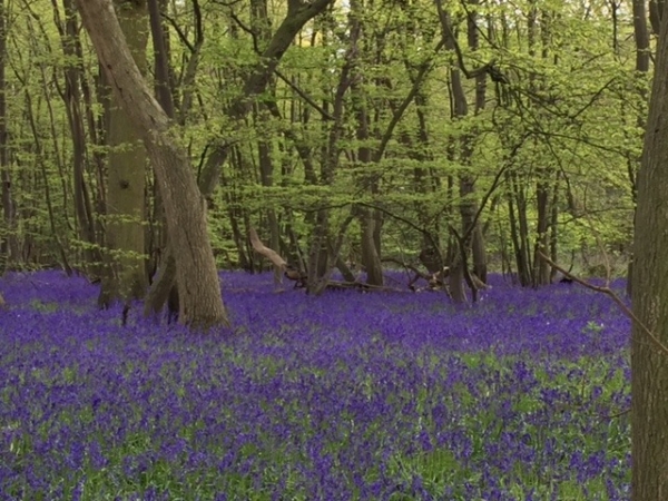 Bluebells 2 - April 2016