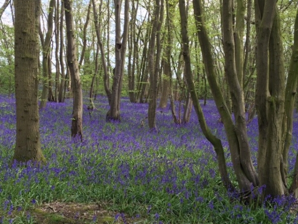 Bluebells 3 - April 2016