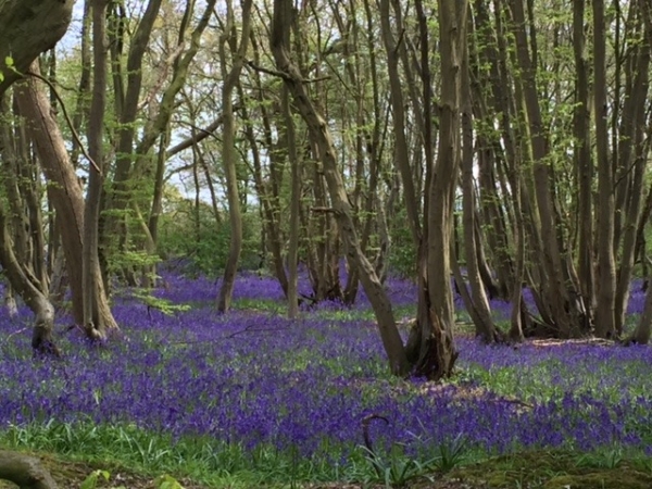 Bluebells 4 - April 2016