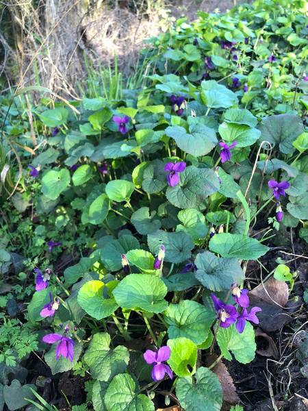 In bloom - 5 February 2020