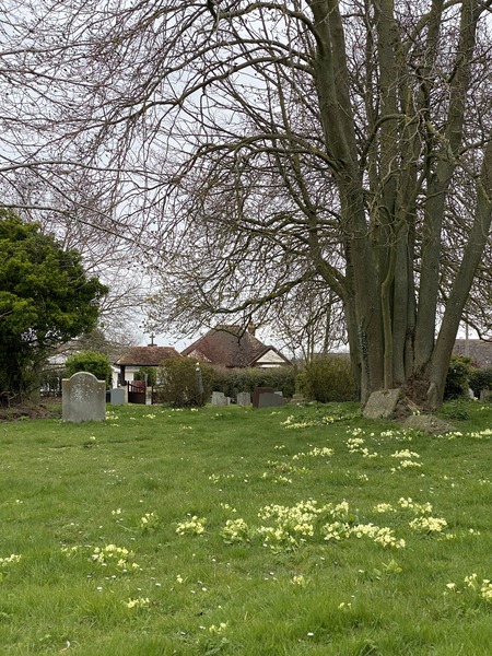 Primroses in the churchyard - 5 February 2020