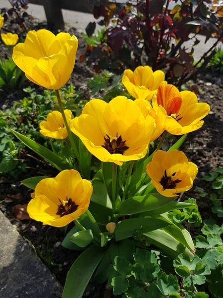 Pub tulips - 1