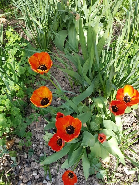 Pub tulips - 2