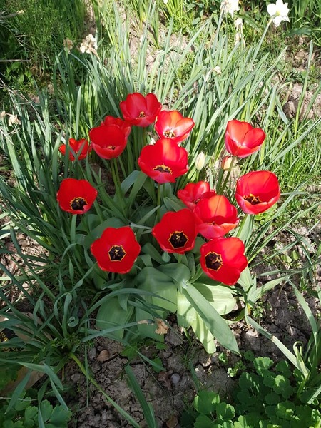 Pub tulips - 3