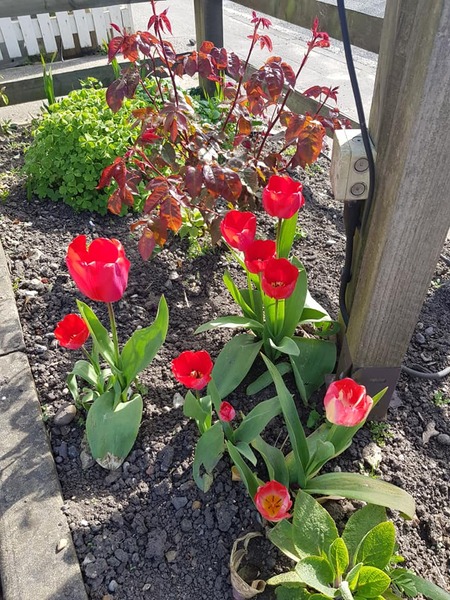 Pub tulips - 4