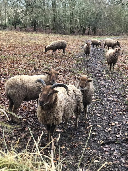 Sheep grazing in Nature Reserve - unknown date