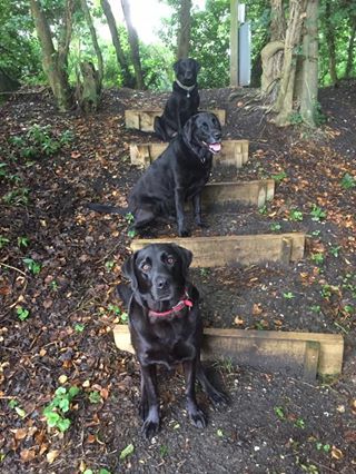 Steps heading into the railway line near the closed bridge - 31 January 2020