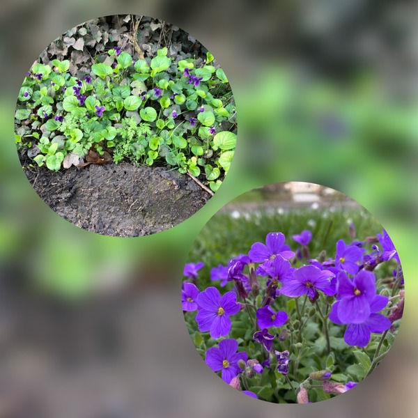 Violets - 5 February 2020