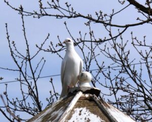 Dove of renewal