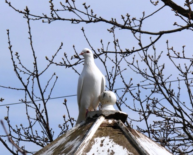 Dove of renewal